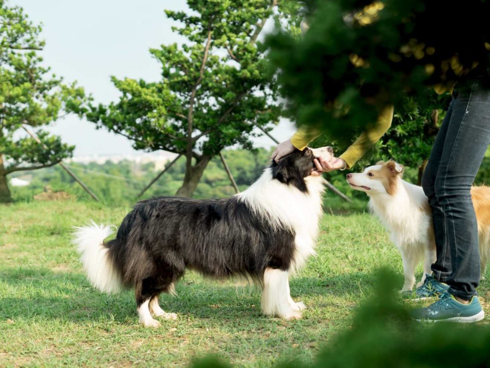 邊境牧羊犬 (12)