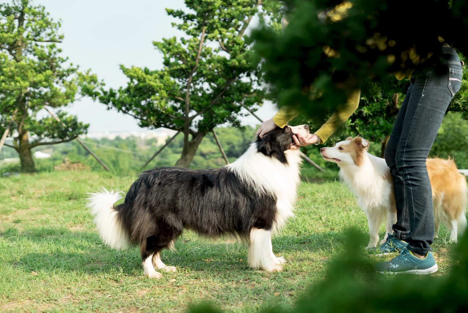 邊境牧羊犬 (12)